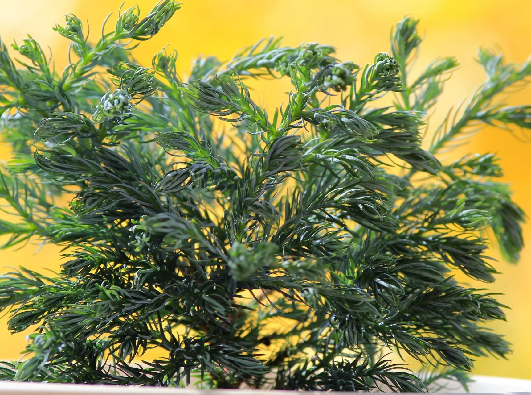 Baby Blue Sawara Cypress