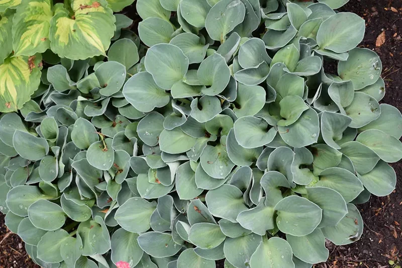 blue_flowers_blue_mouse_ears_hosta_hosta_blue_mouse_ears_plant_by_number