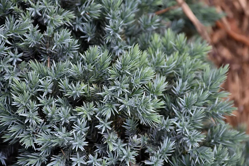 Blue Star Juniper
