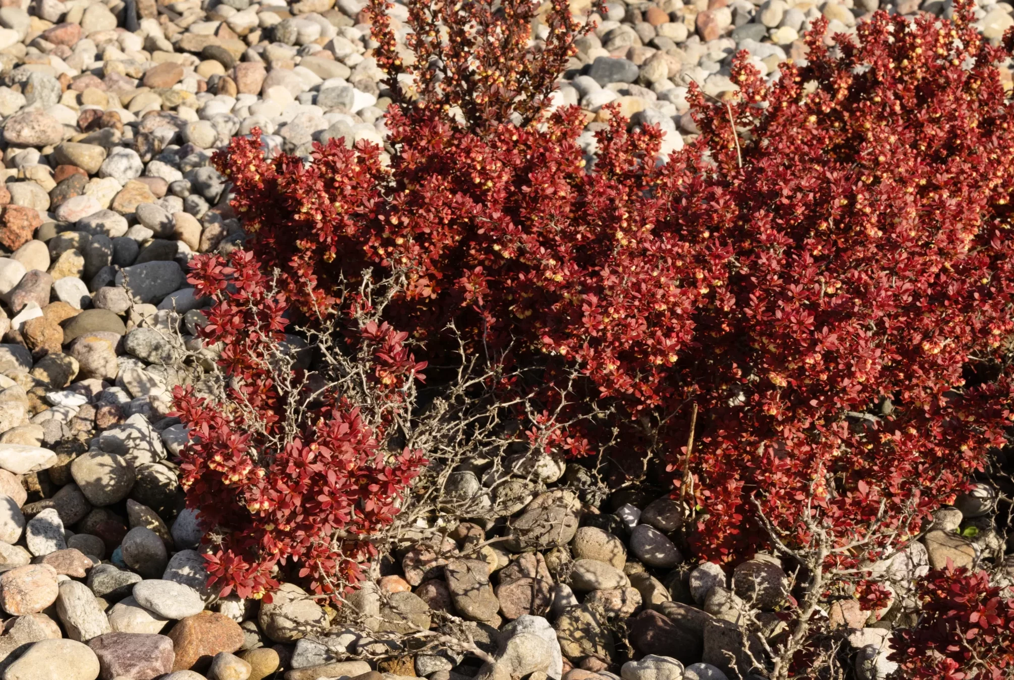 purple_shrubs_crimson_pygmy_barberry_berberis_thunbergii_crimson_pygmy_plant_by_number