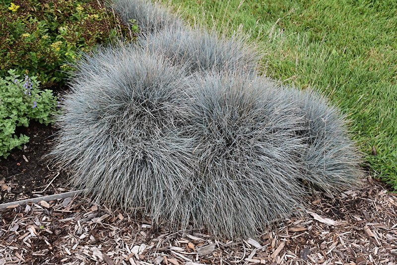 elijah_blue_fescue_festuca_glauca_elijah_blue_plant_by_number