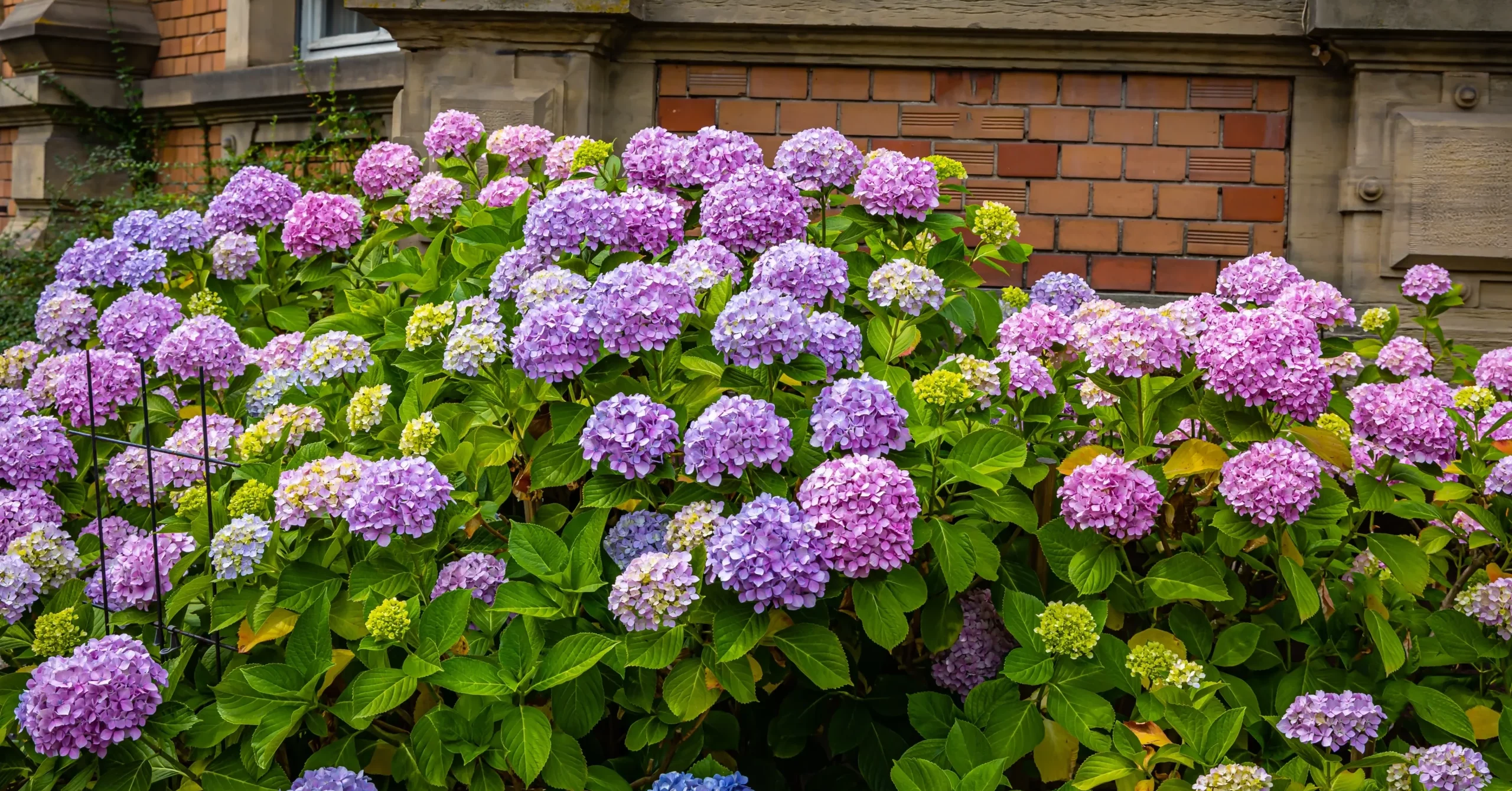 blue_hydrangeas_endless_summer_hydrangea_hydrangea_macrophylla_endless_summer_plant_by_number