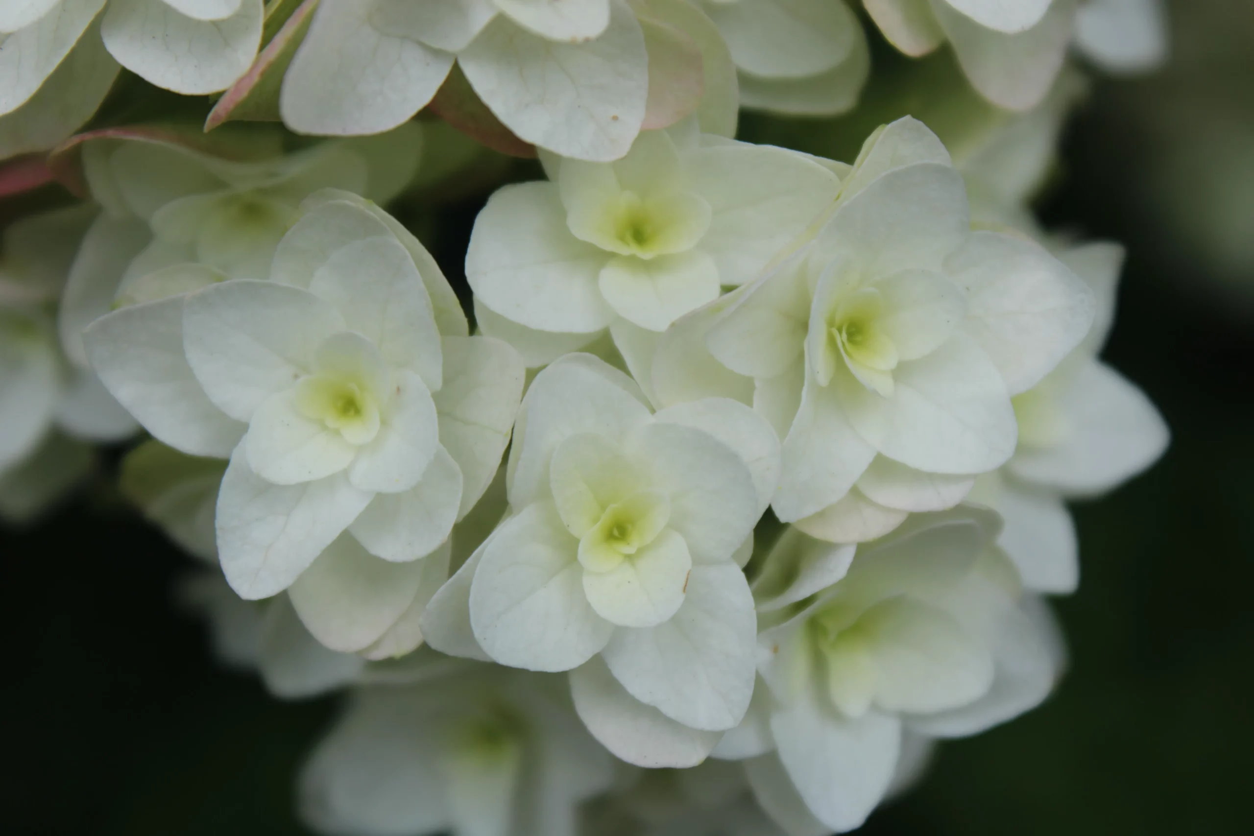 Gatsby Star Hydrangea