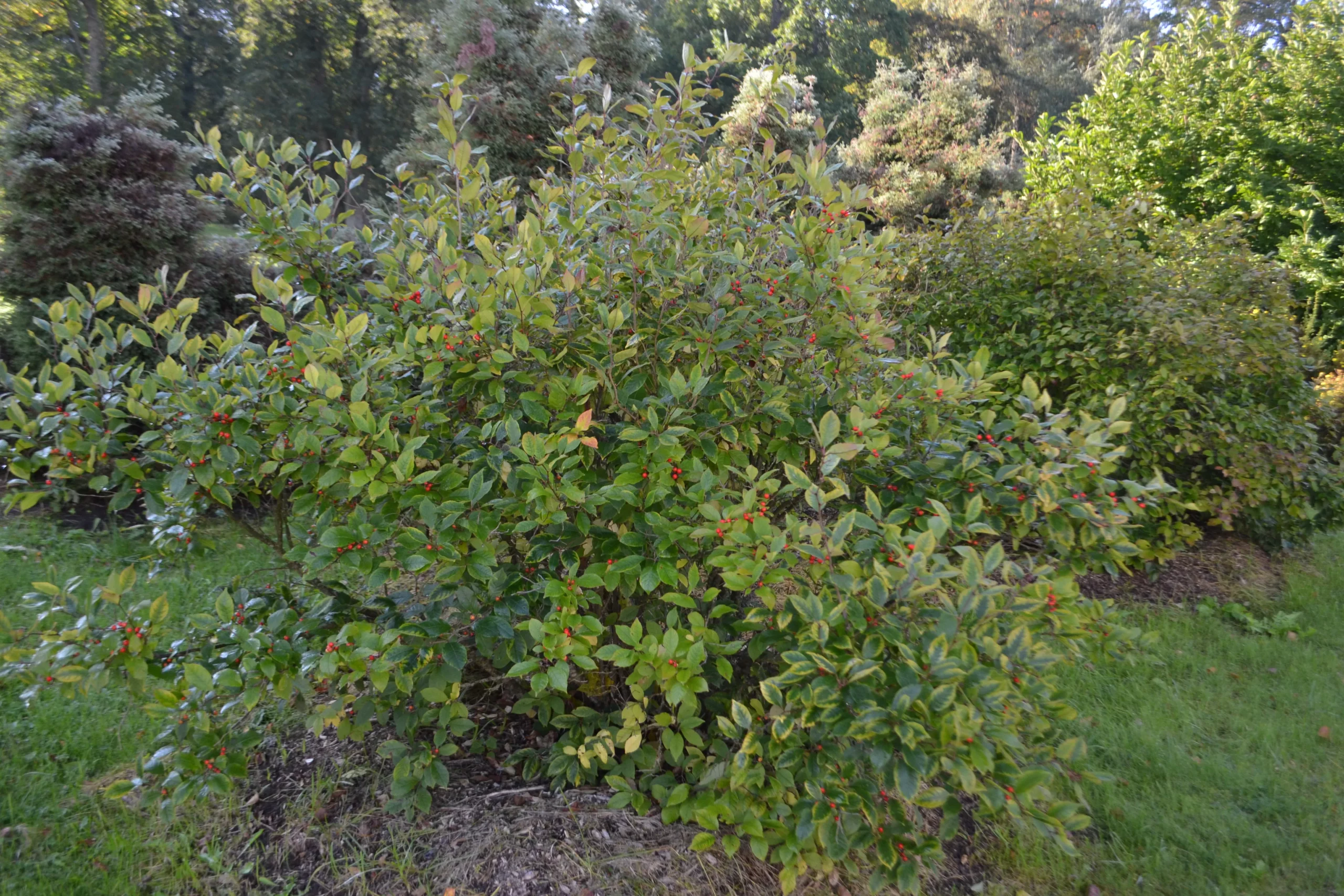 red_shrubs_jim_dandy_holly_Ilex_verticillata_jim_dandy_plant_by_number
