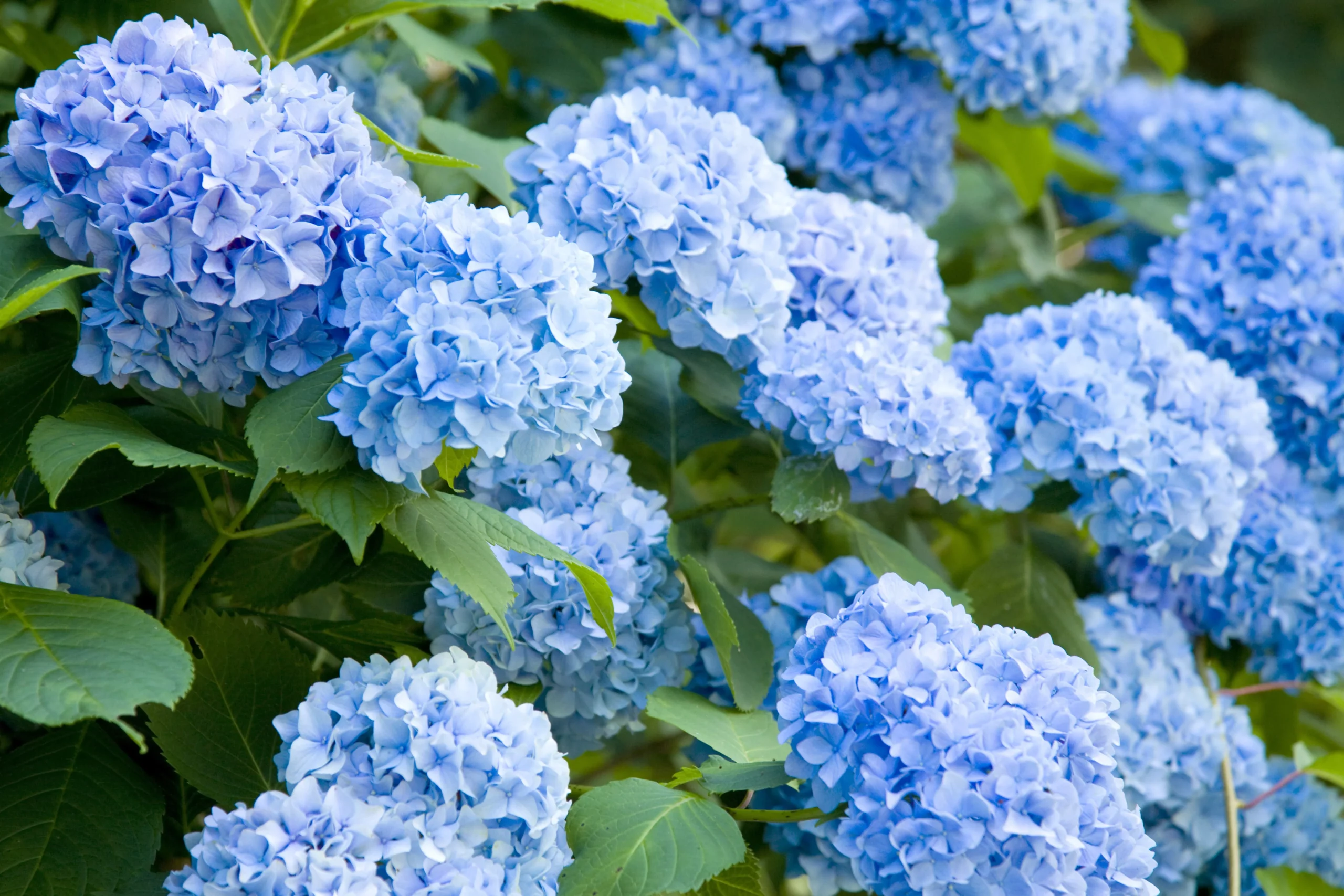 blue_hydrangeas_lets_dance_blue_jangles_hydrangea _hydrangea_macrophylla_lets_dance_blue_jangles'_plant_by_number