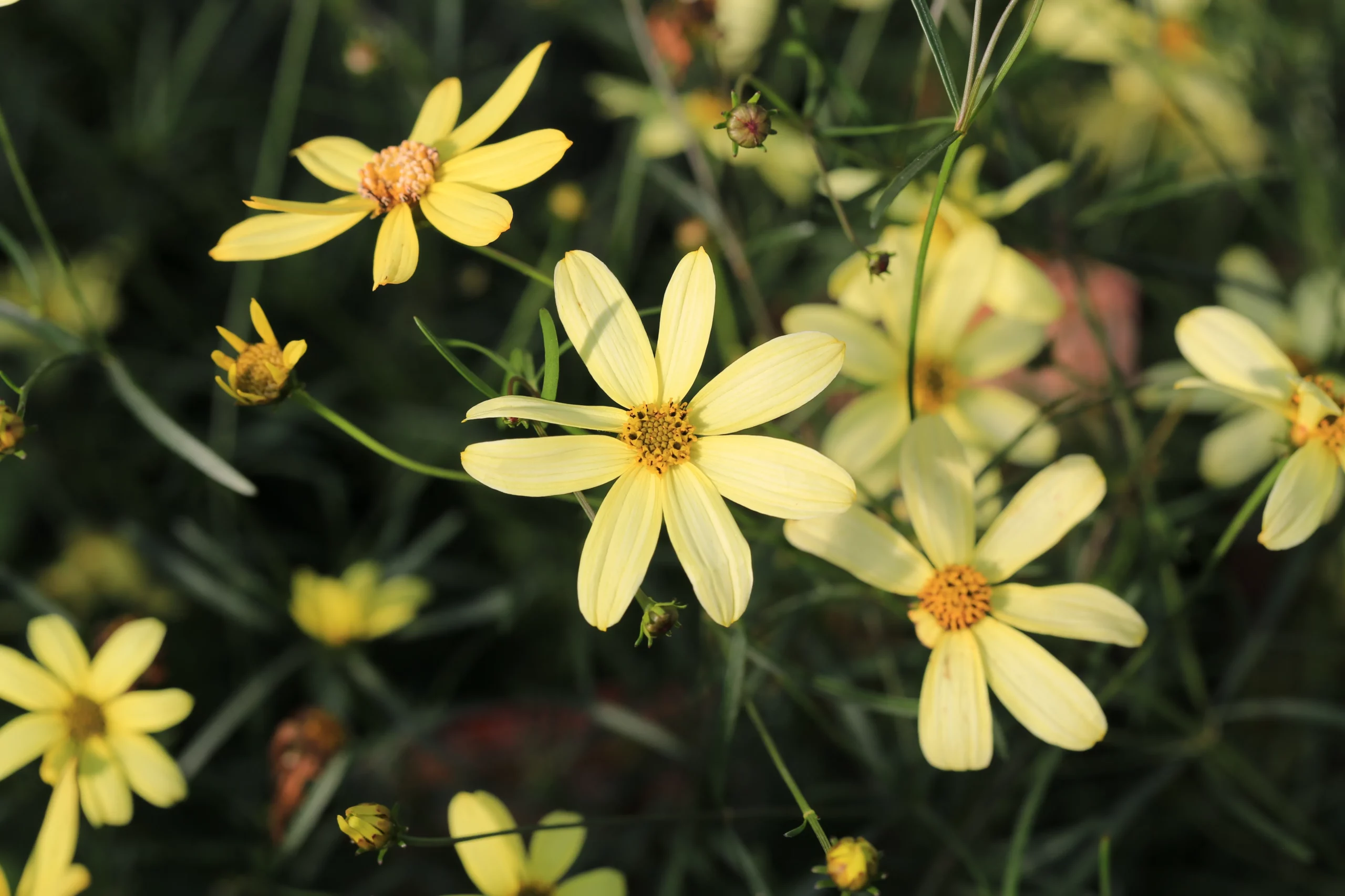 Moonbeam Coreopsis
