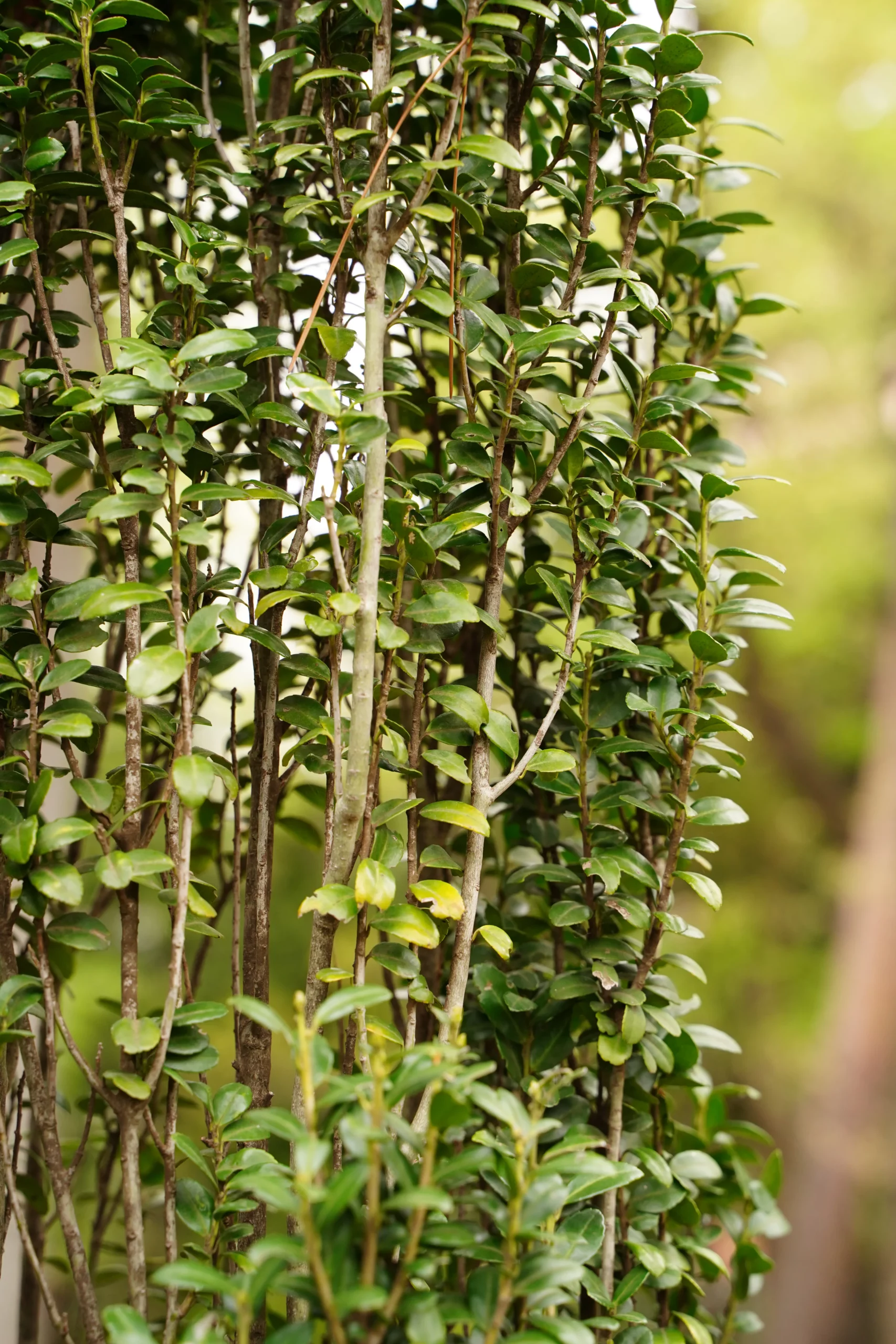 purple_shrubs_sky_pencil_holly_ilex_crenata_sky_pencil_plant_by_number