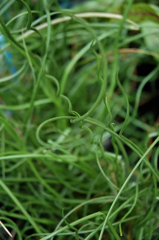 Spiralis Juncus ‘Corkscrew Rush Grass’