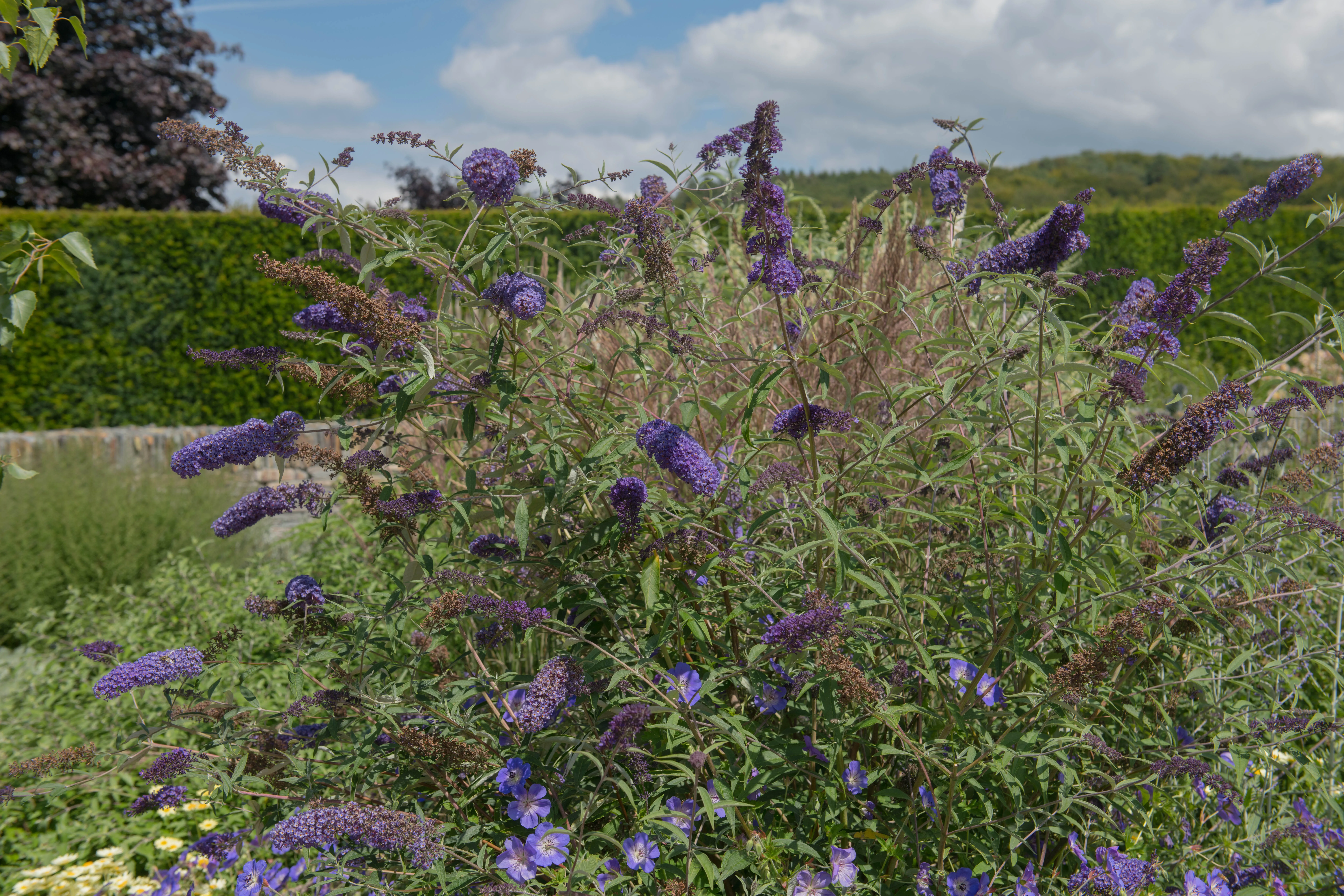 blue_shrubs_all_the_blues_butterfly_bush_buddleia_x_buzz_sky_blue_plant_by_number
