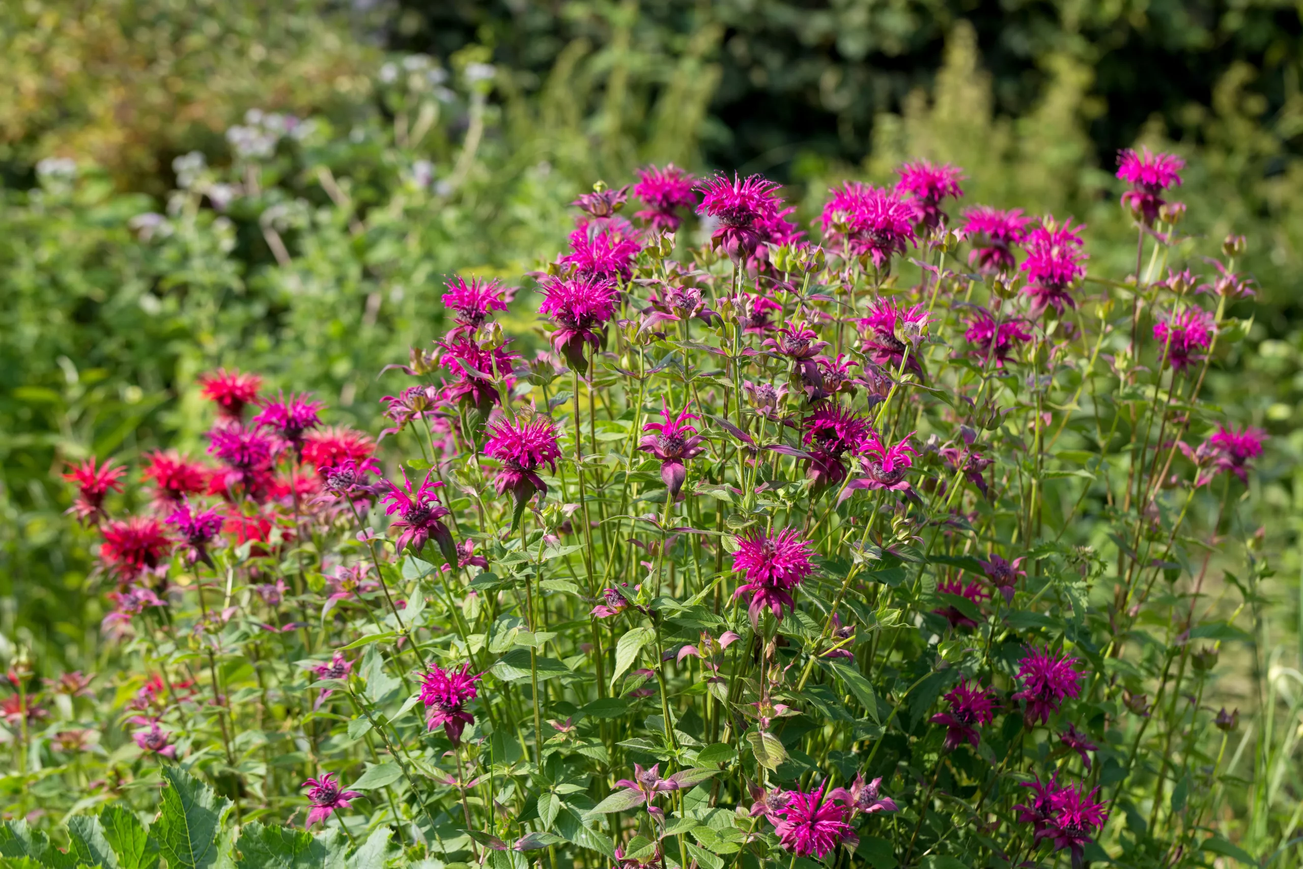 red_flowers_bee_balm_monarda_didyma_plant_by_number