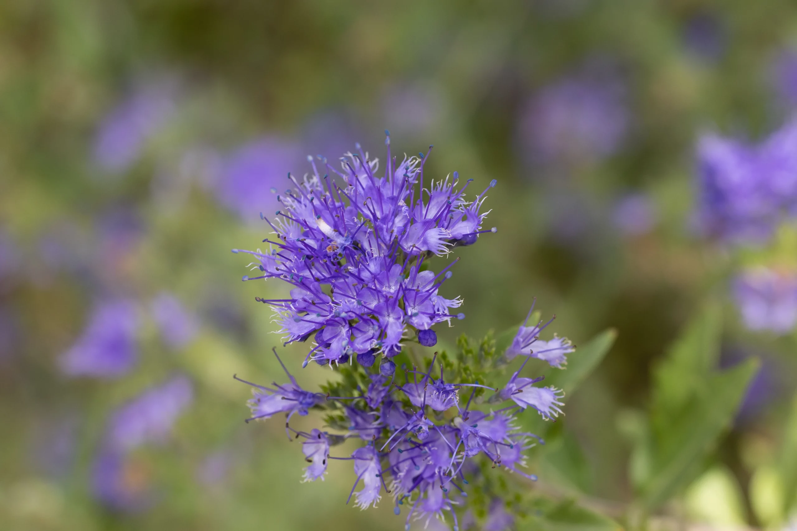 Dark Knight Caryopteris