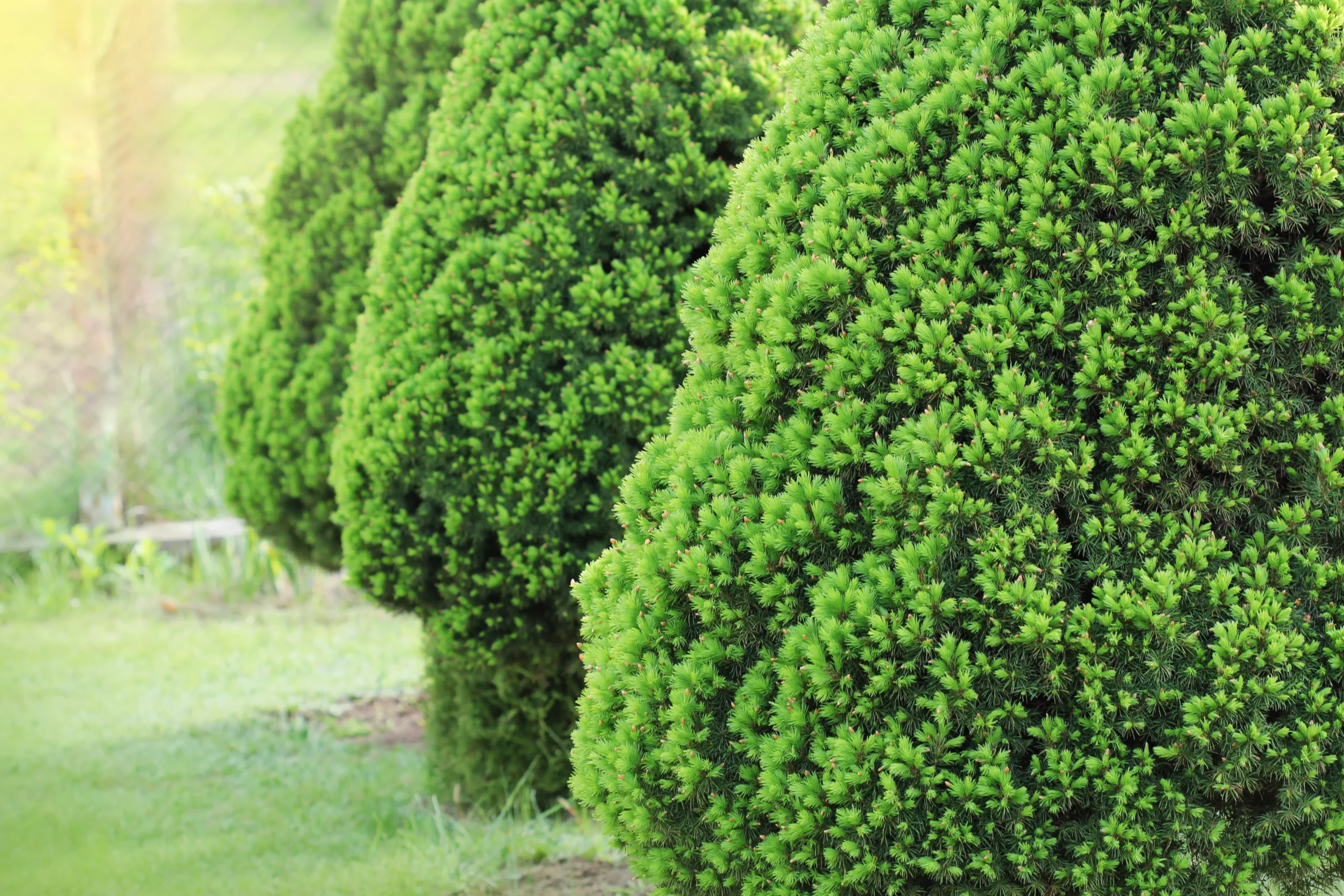 evergreen_trees_dwarf_alberta_spruce_picea_glauca_conica_plant_by_number