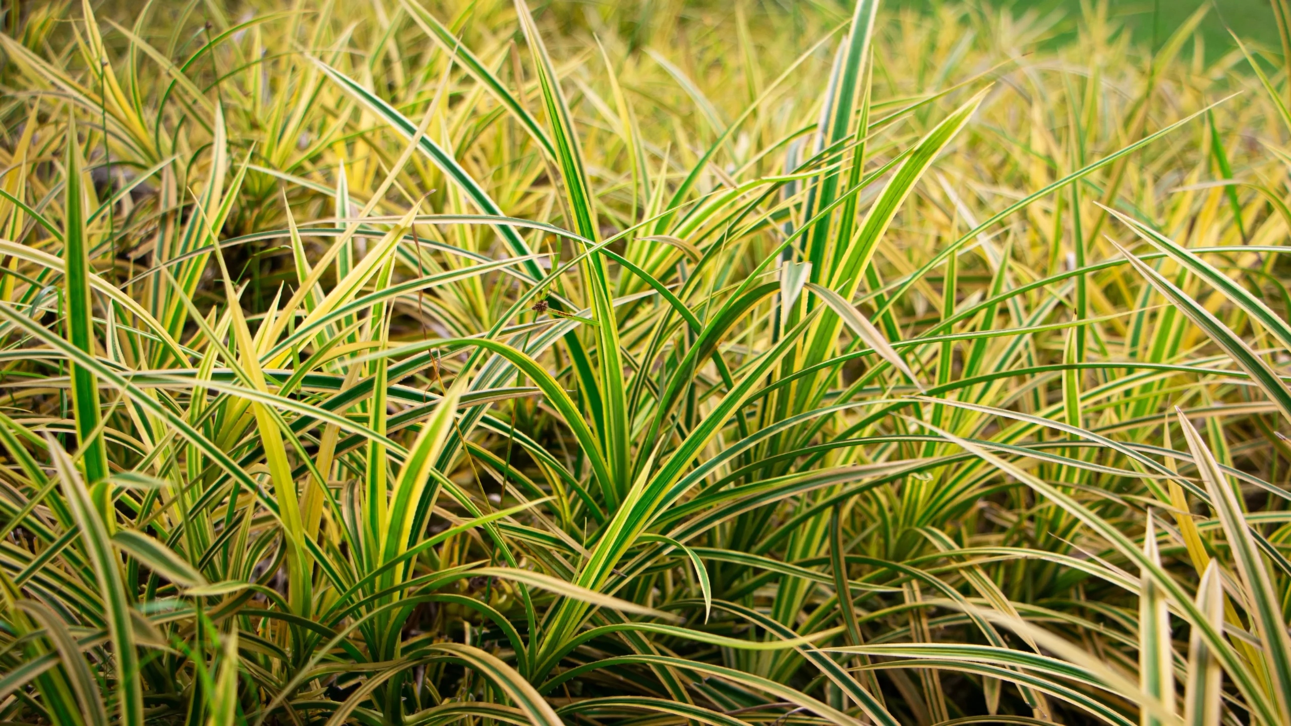 evercolor_everglow_sedge_carex_oshimensis_evercolor_everglow_plant_by_number