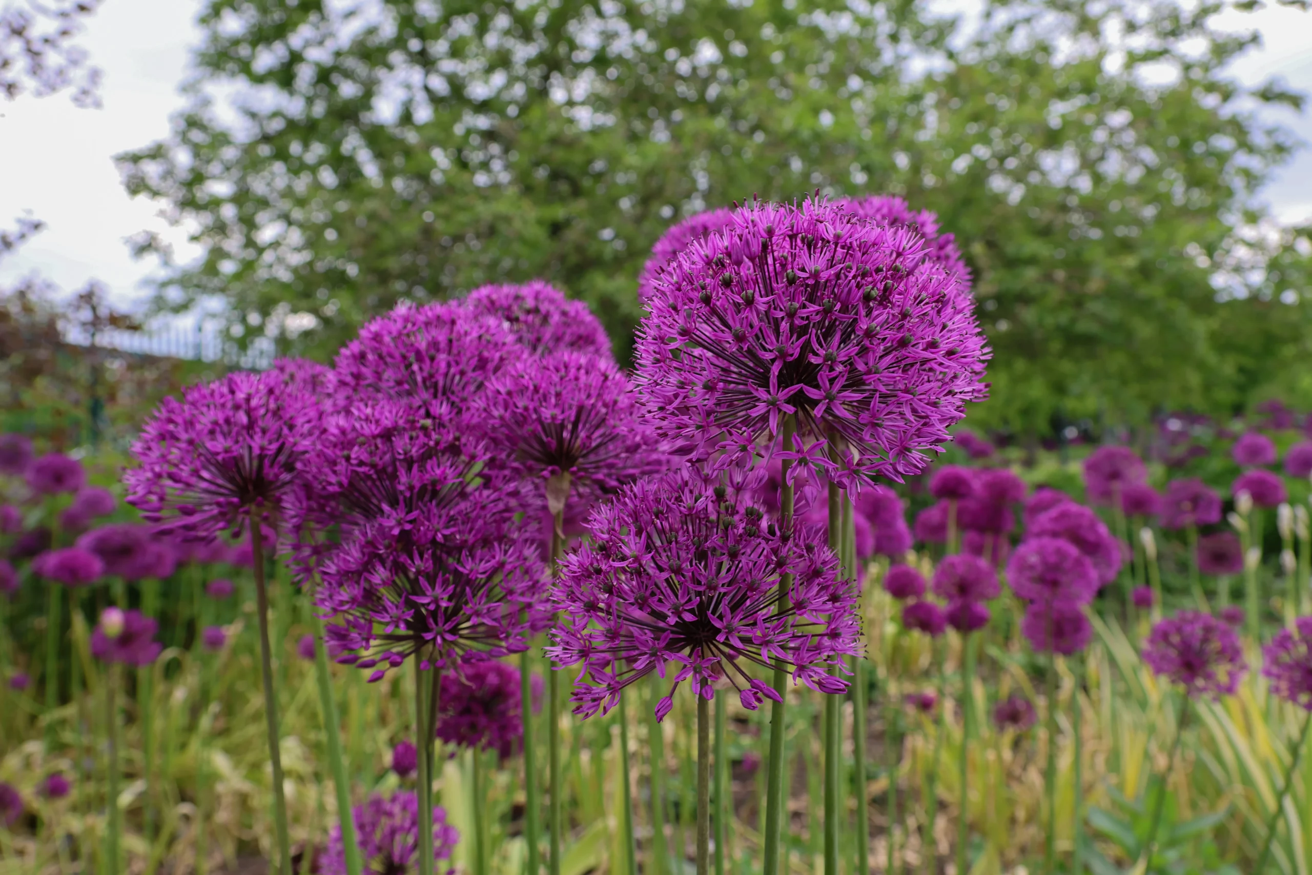 purple_flowers_blue_eddy_allium_allium_gladiator_plant_by_number