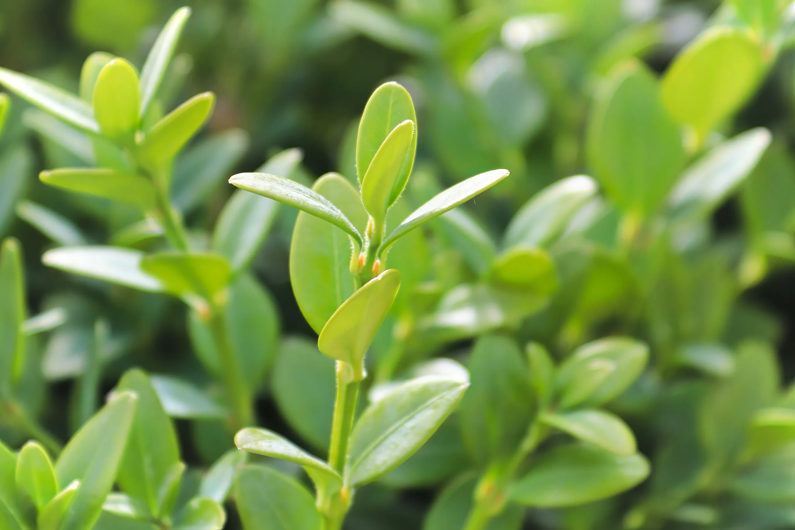 Green Mountain Boxwood