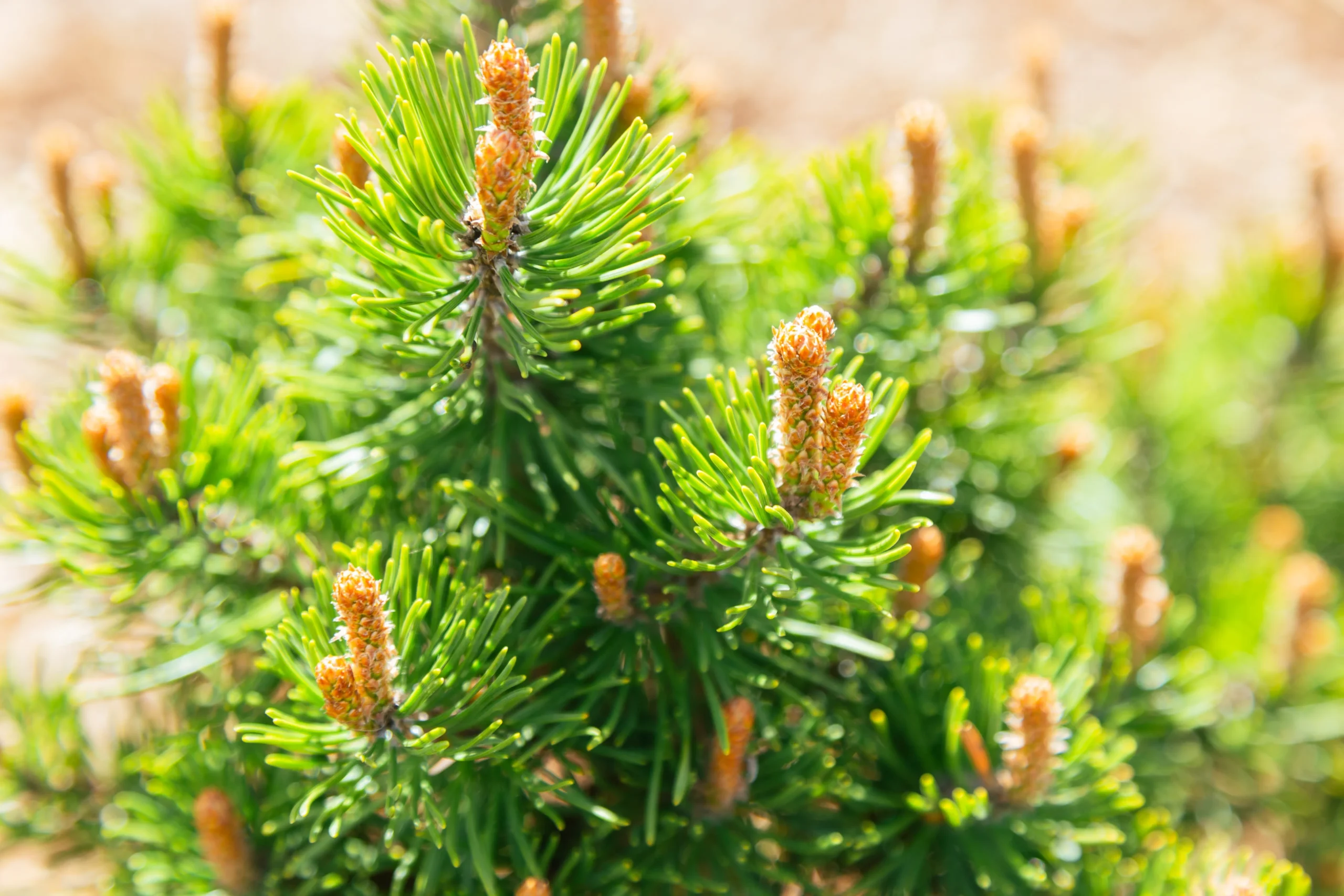 Mugo Pine