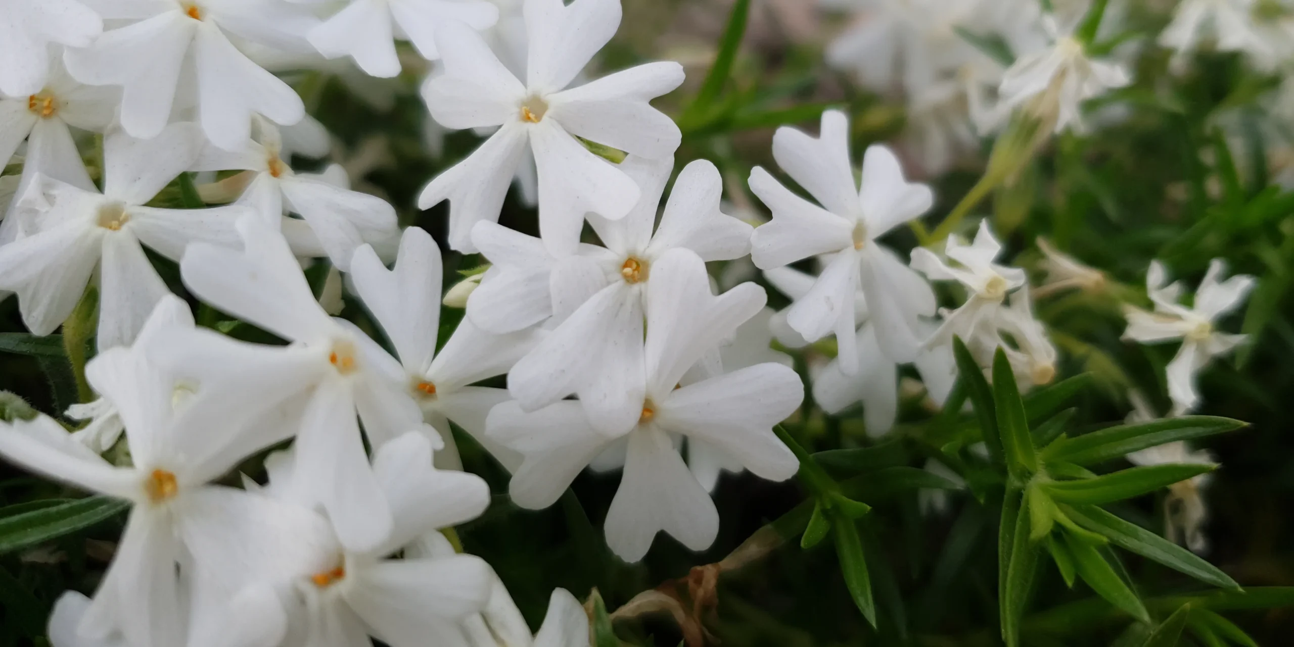 Snowflake Creeping Moss Phlox
