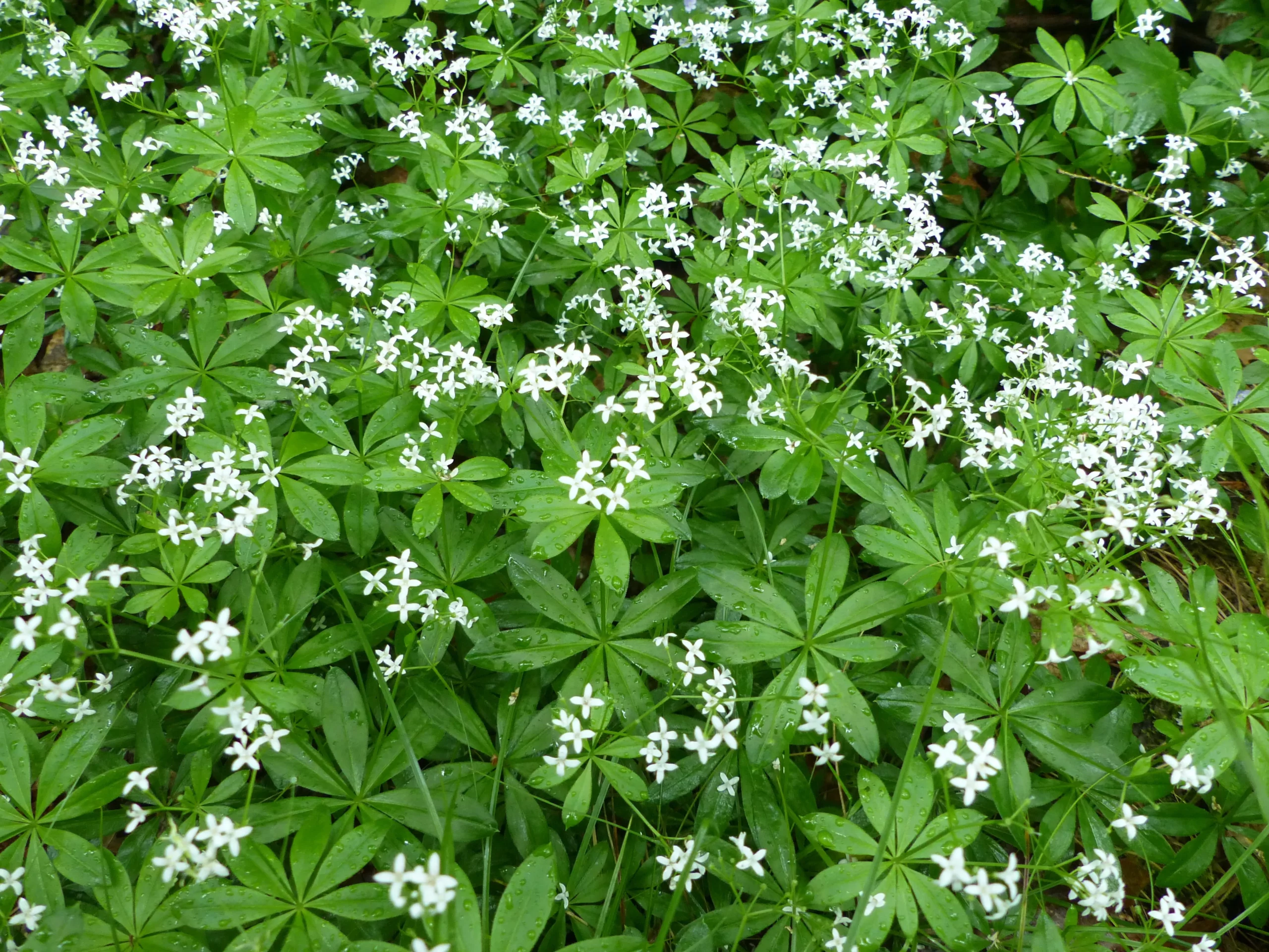 white_shrubs_sweet_woodruff_galium_odoratum_plant_by_number
