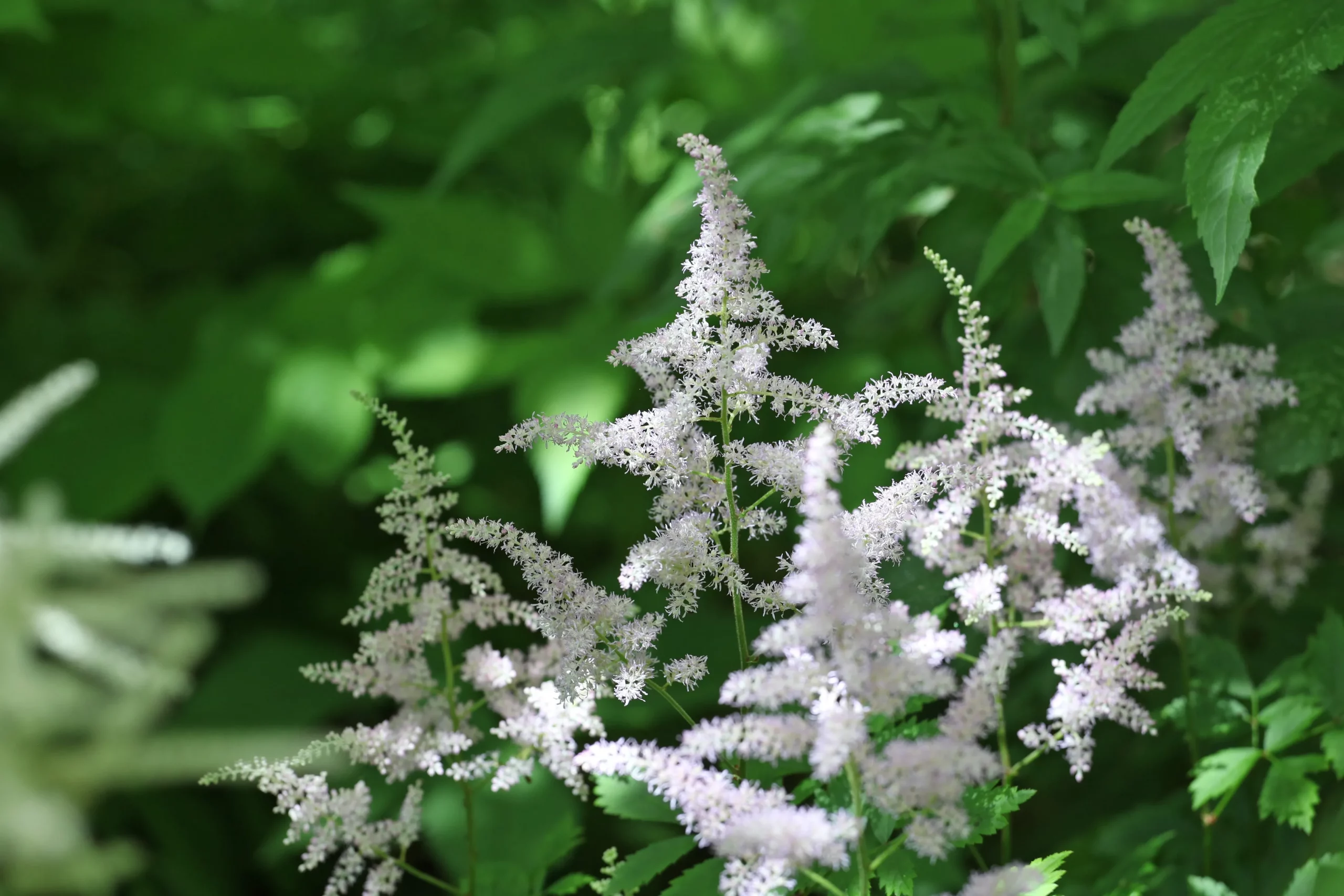 white_flowers_visions_in_white_astilbe_astilbe_chinensis_visions_in_white_plant_by_number
