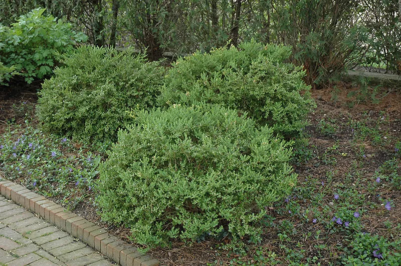 wintergreen_boxwood_buxus_microphylla_japonica_wintergreen_plant_by_number
