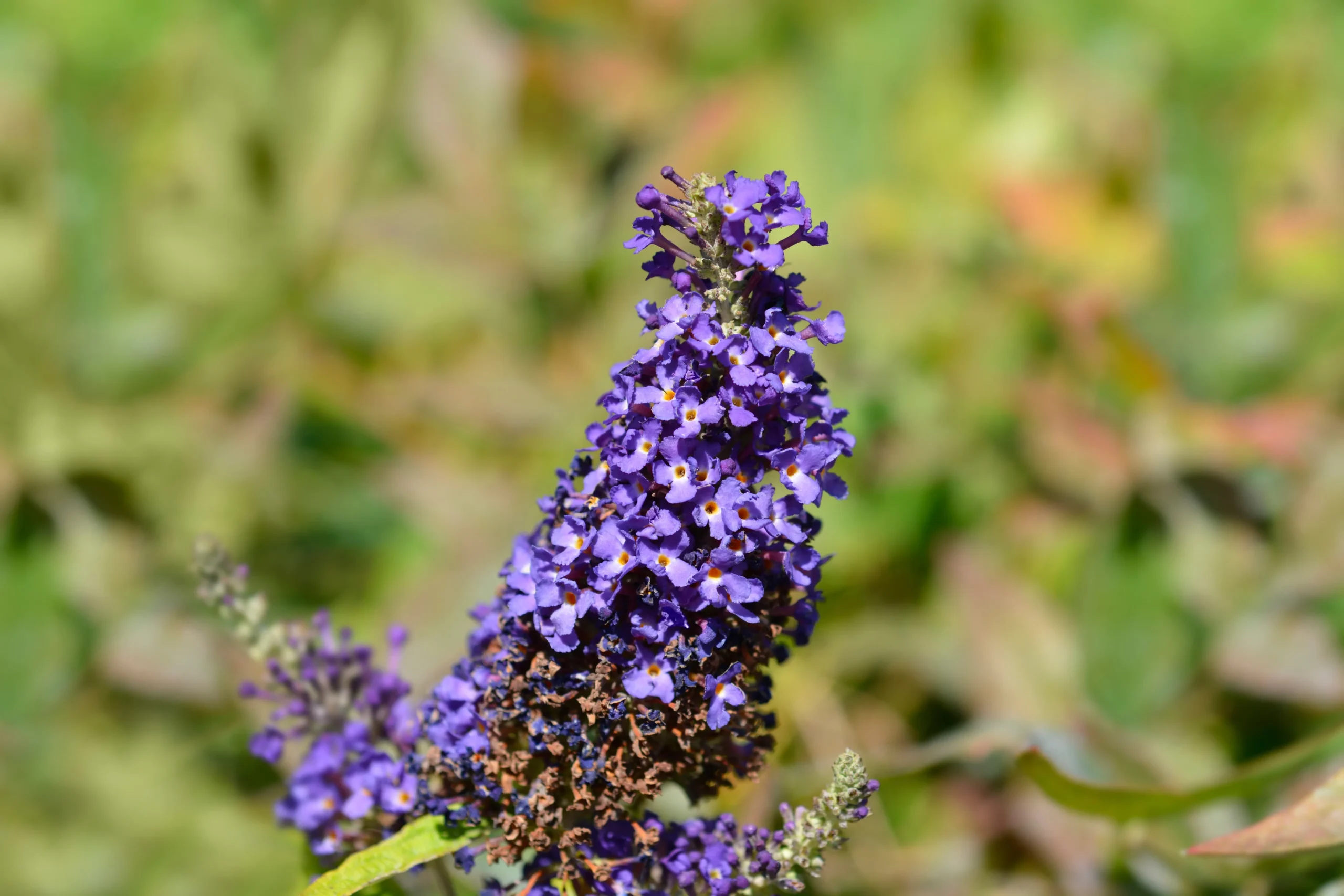 Buzz Midnight Butterfly Bush