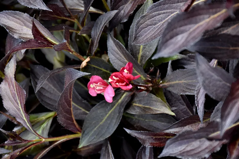 Electric Love Weigela