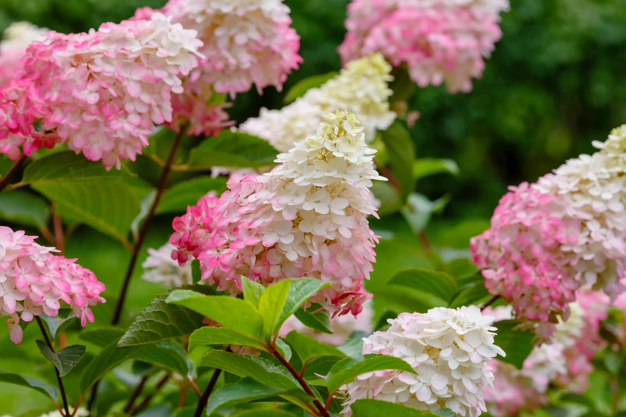French Manicure Hydrangea
