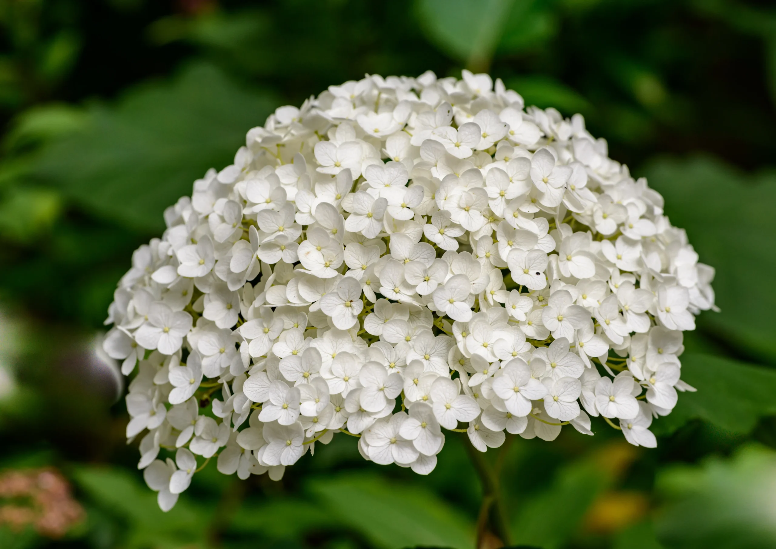 Invincibelle Wee White Hydrangea