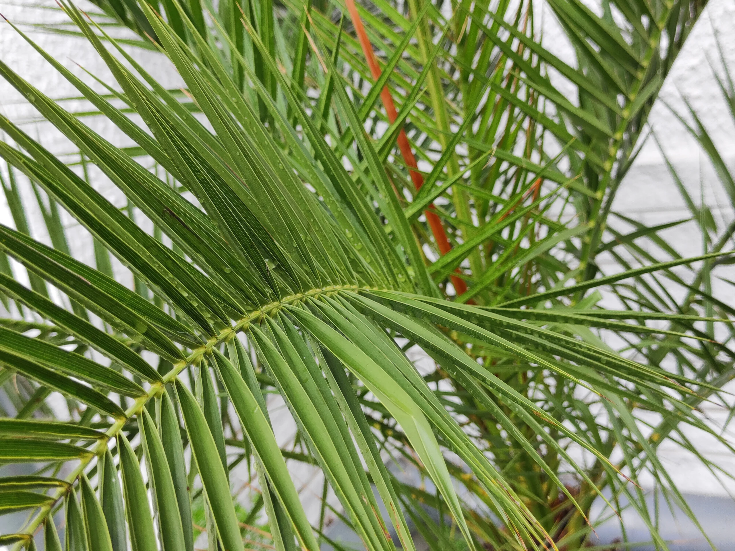 Majesty Palm