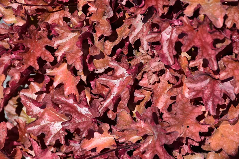 Peach Flambe Coral Bells
