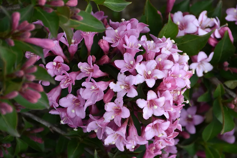 Pink Poppet Weigela