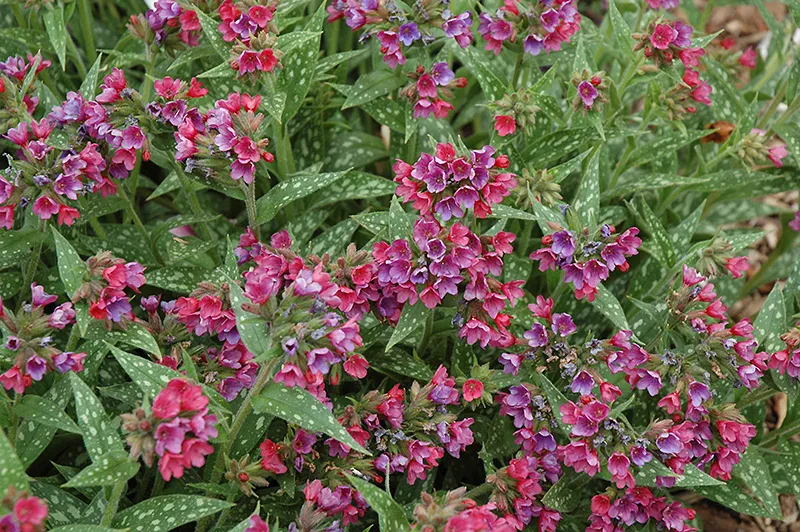 pink_flowers_raspberry_splash_lungwort_pulmonaria_raspberry_splash_plant_by_number