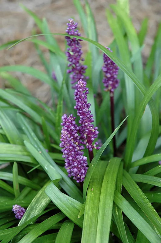 Royal Purple Lilyturf