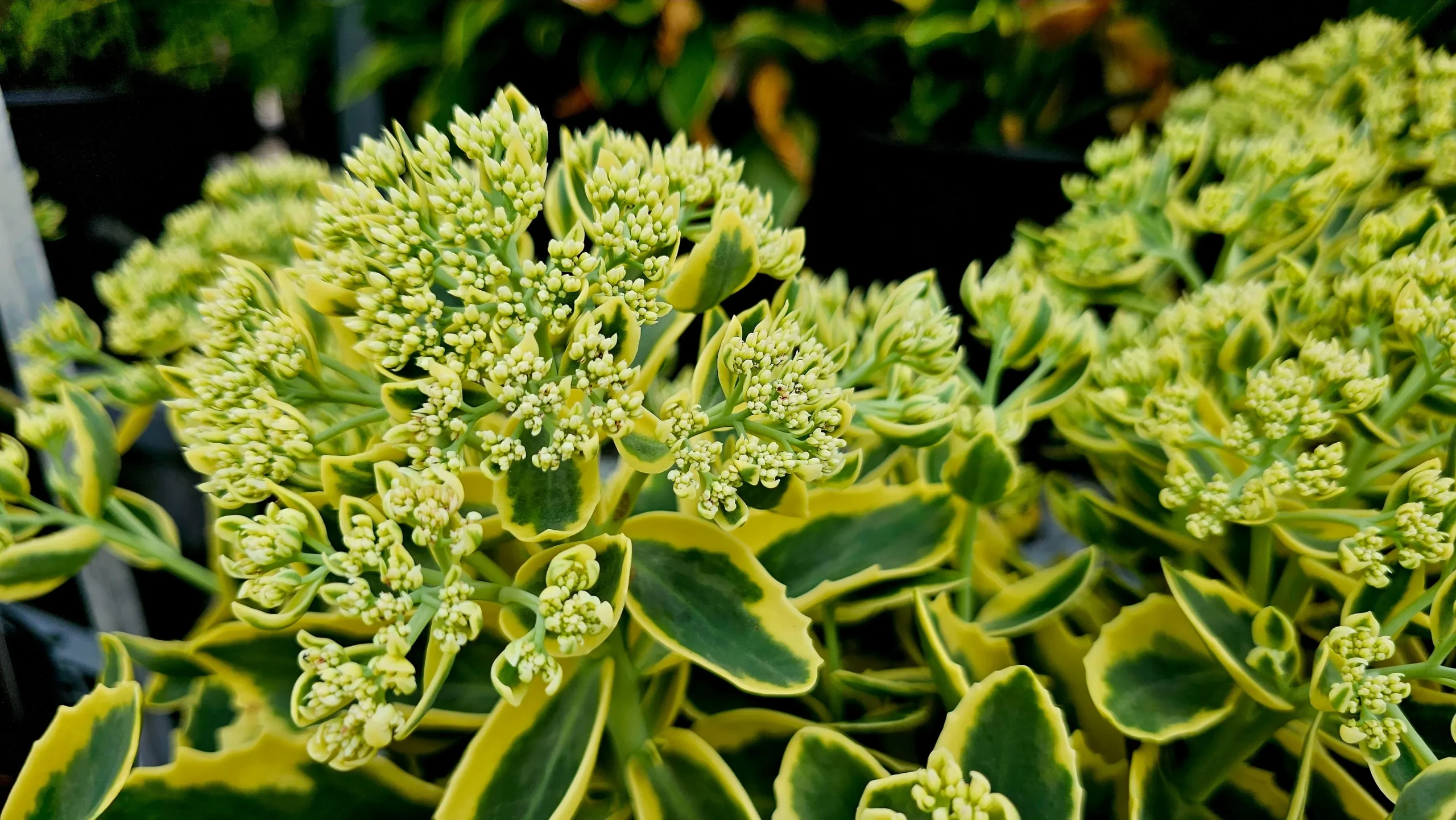 pink_flowers_frosted_fire_sedum_plant_by_number