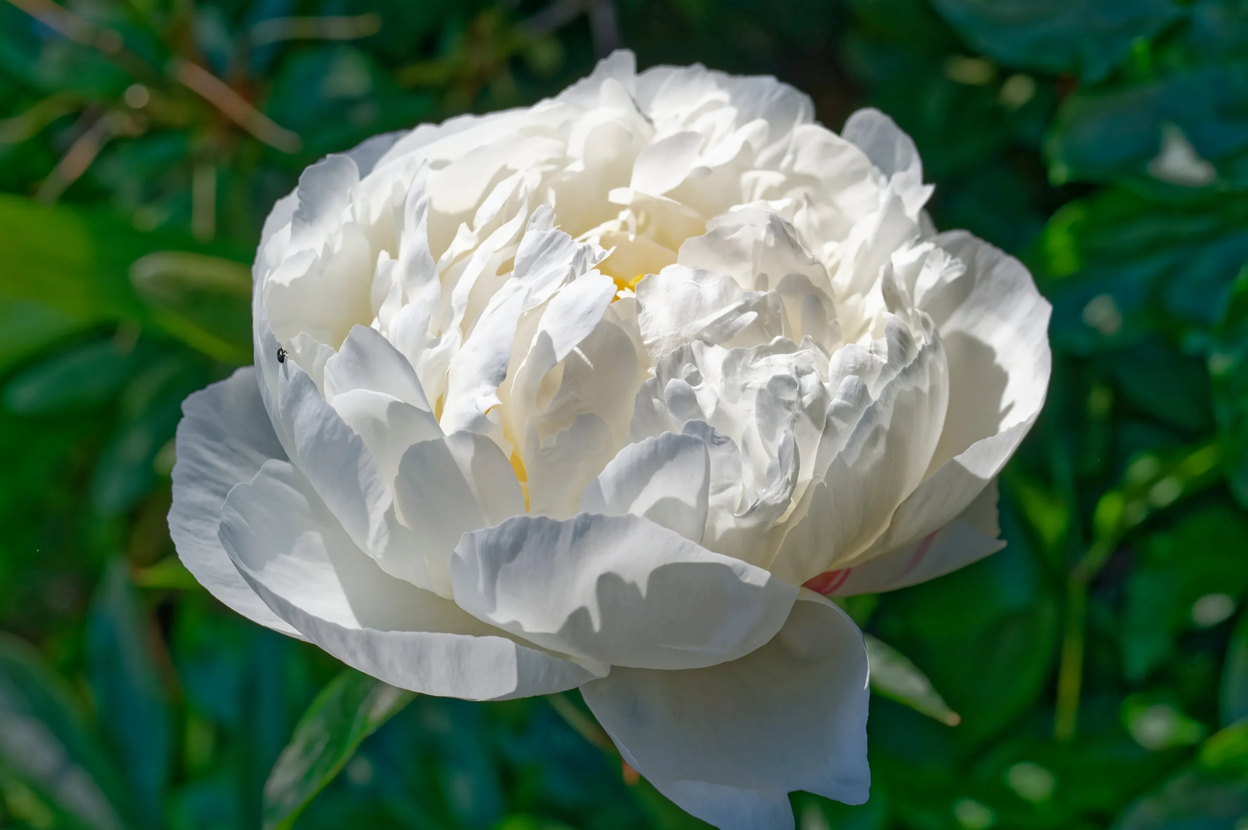 Duchesse De Nemours Peony