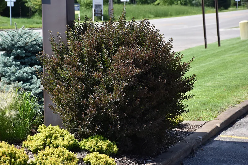 purple_shrubs_little_devil_ninebark_physocarpus_opulifolius_donna_may_plant_by_number