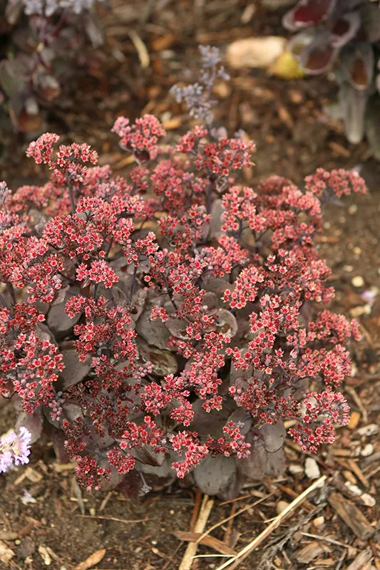 pink_shrubs_back_in_black_plant_by_number