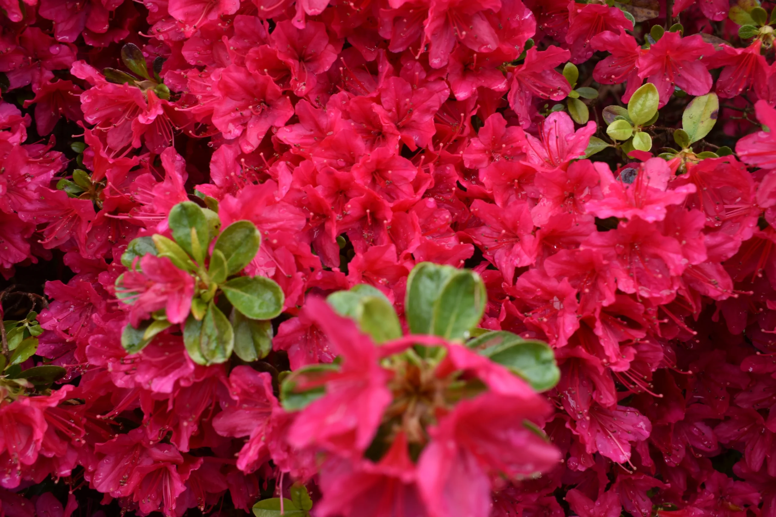 purple_shrubs_girards_crimson_azelea_plant_by_number