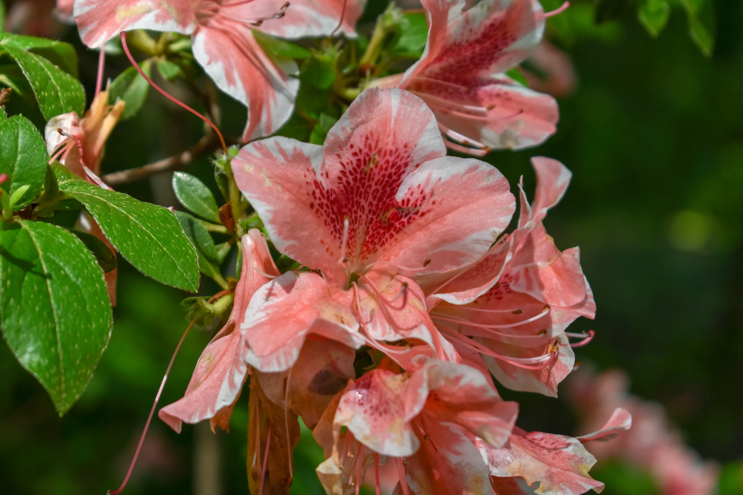 Autumn Starburst Azalea