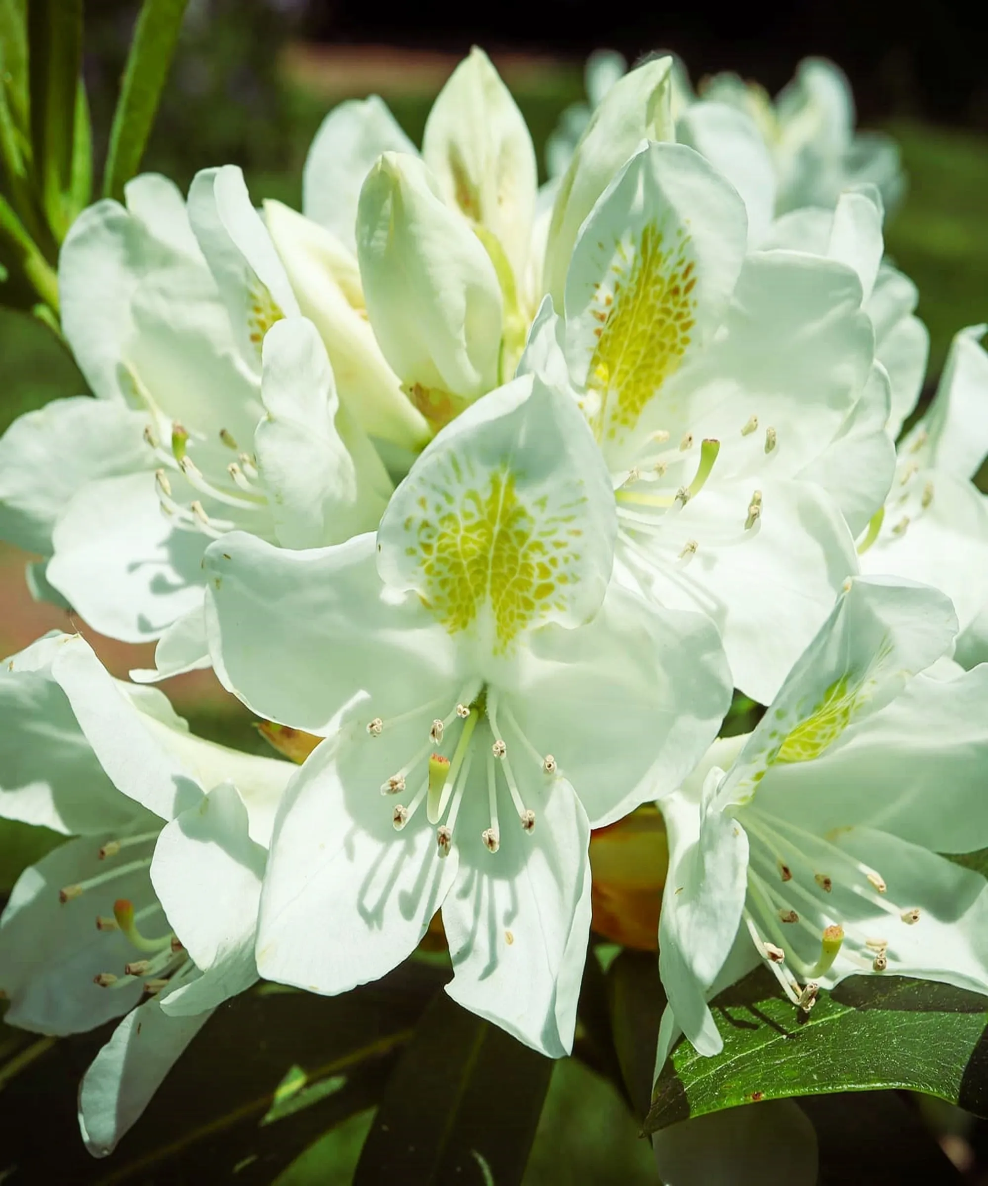 Chionoides Rhododendron