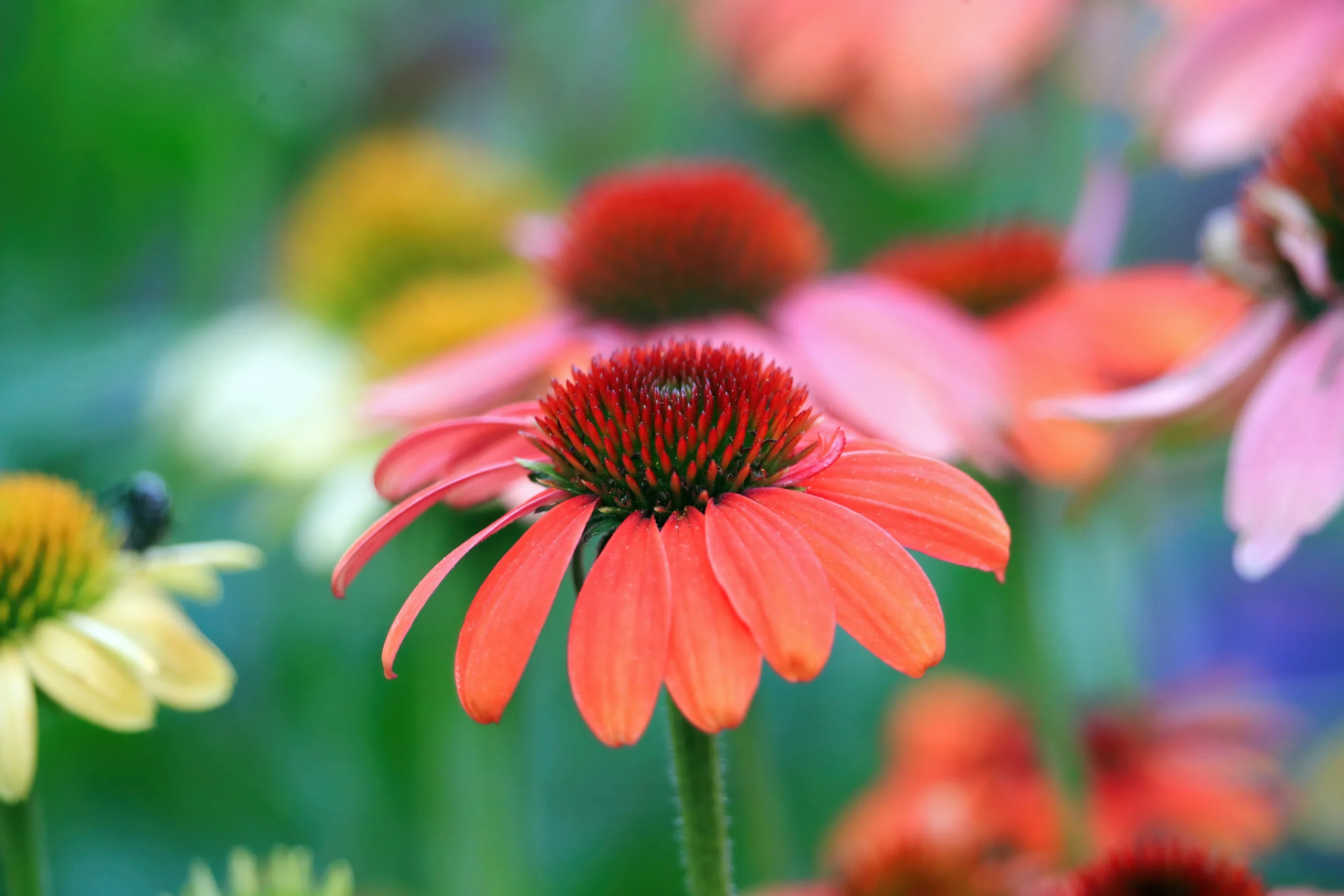 Orange You Awesome Coneflower