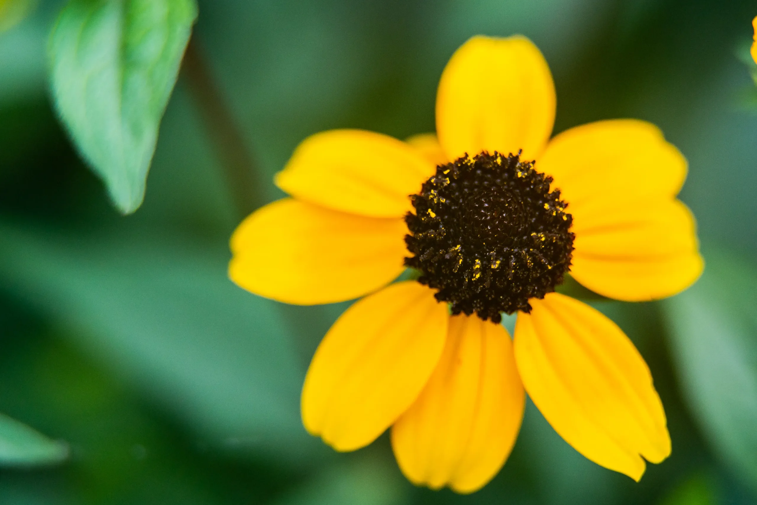 Three Lobed Coneflower