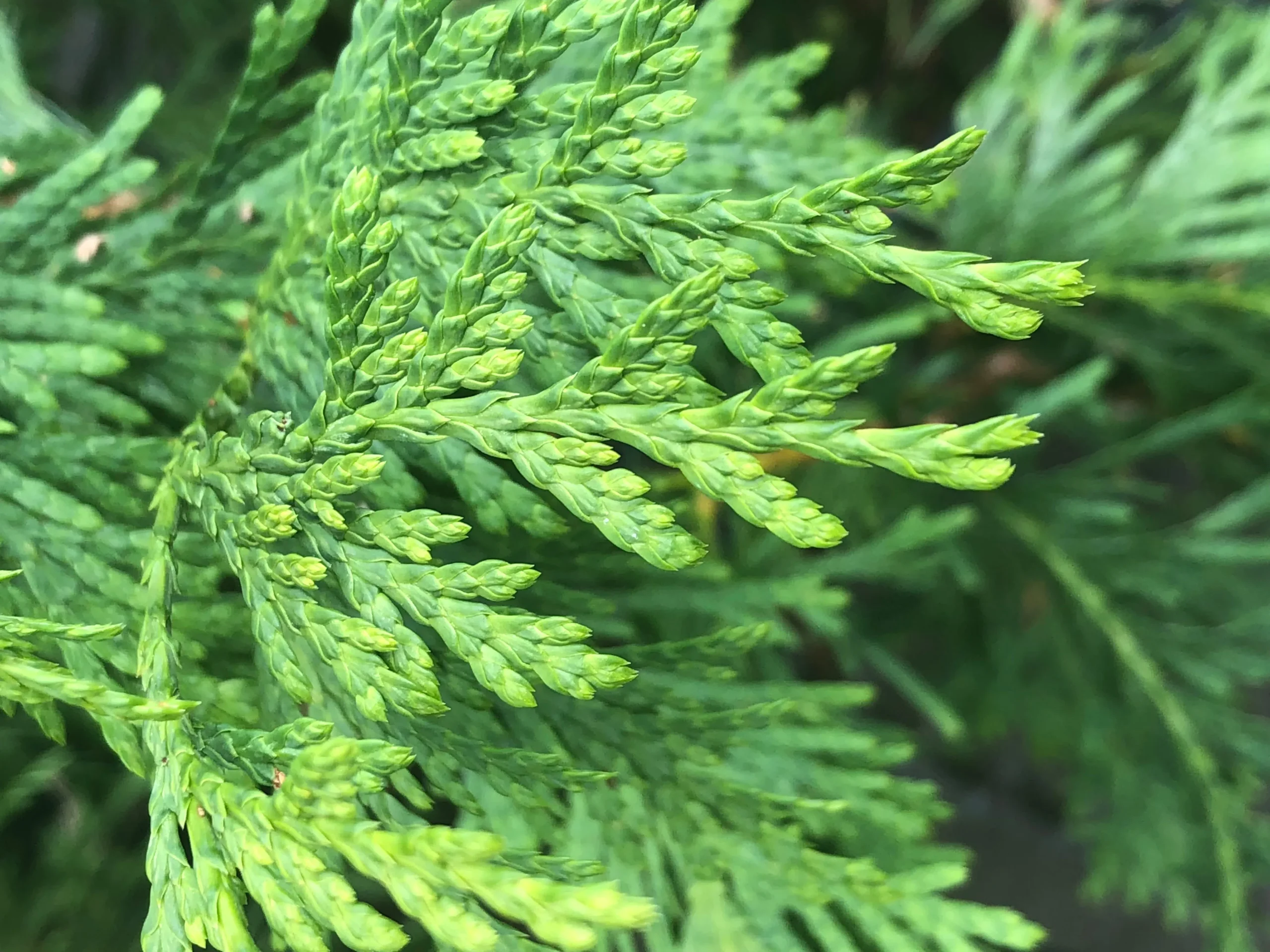 Green Giant Arborvitae